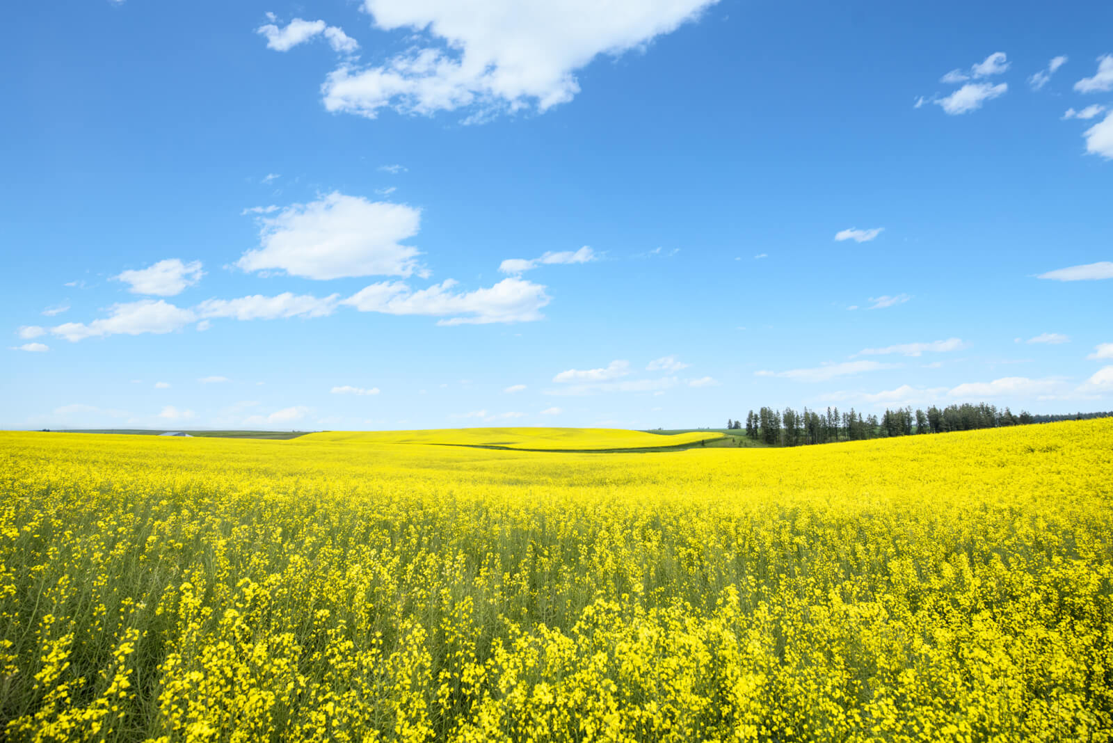 Canola Fields on the Camas Prairie